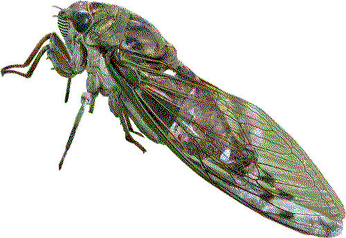 A scissor-grinder cicada.