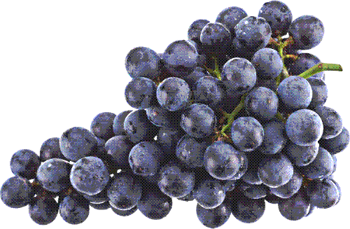 Purple grapes.